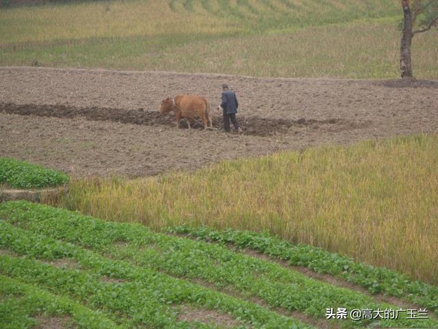 初识洼溪梧桐园