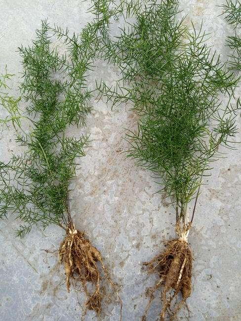 神农本草图经 | 柏实 菌桂 牡桂 天门冬 麦门冬