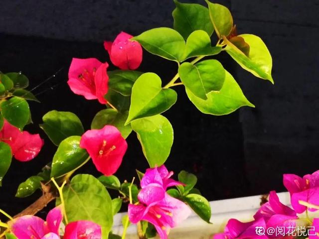 养三角梅，这几点做不对，光长叶子不开花