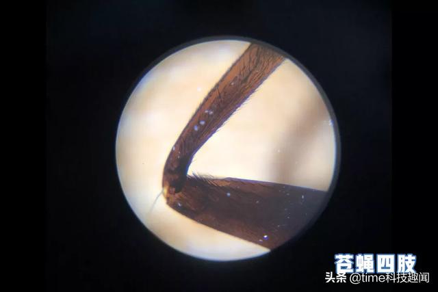 你的育儿经▲日本黑科技中的“价格屠夫”！1秒让小孩丢掉手机，进入120倍世界