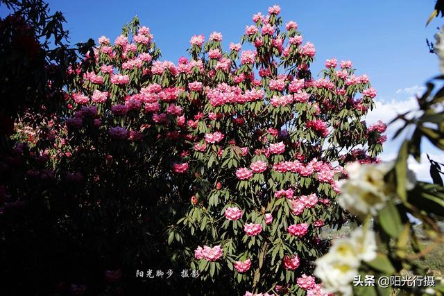 [旅行百事通]中国最大最美的高山杜鹃，没有之一（原创）@头条摄影