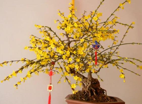 大蒜养花，防腐、防虫还能促发芽，好处多不胜举