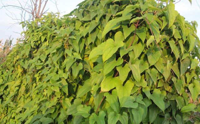 神农本草图经，薯蓣 菊花 甘草 人参 石斛 石龙芮