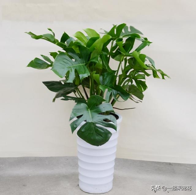 大又深的花盆不讨喜？养上这些花，做好几件事，大气又漂亮