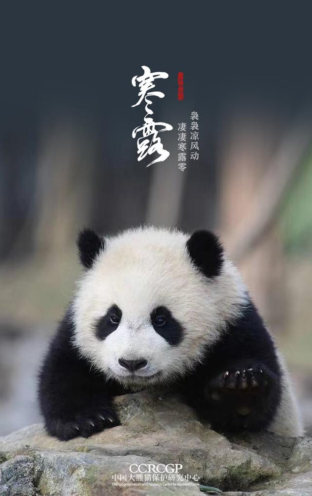 熊猫主题节气海报来啦,推荐设为手机壁纸