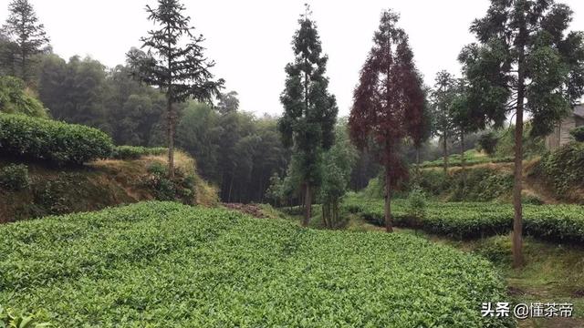 白茶是怎样压饼的？一文让你轻松看懂