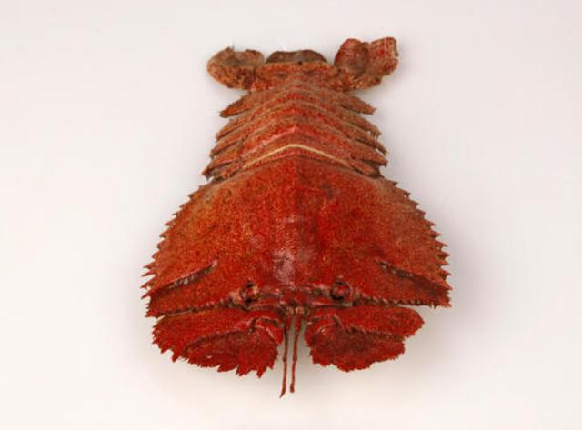 有些海鲜不能“以貌取人”，虽然“丑”，但是很鲜美，就是有点贵