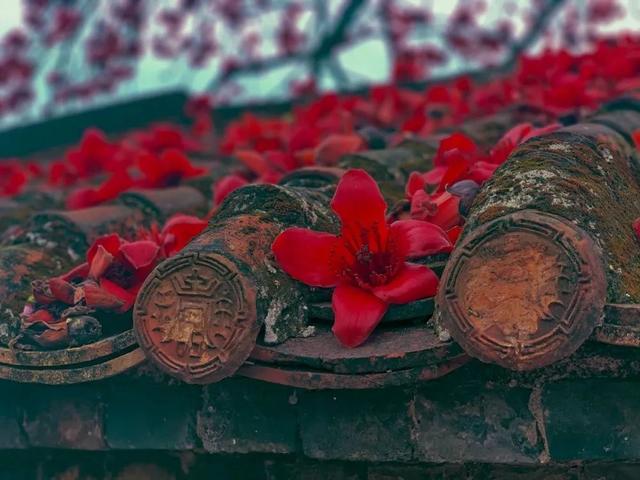 #世界那么大#实时好摄处:3月的佛山“红了”!木棉花绽放,嫣红惊艳时光