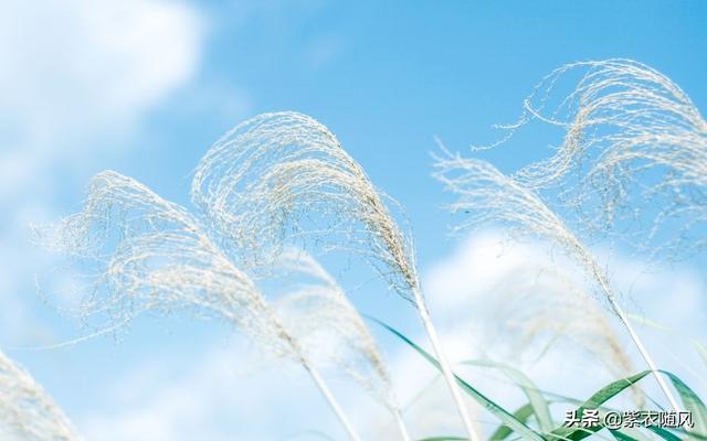 漫看烟雨静守花开