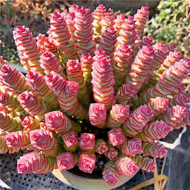 多肉“钱串子”，名字喜庆，带来吉祥财运