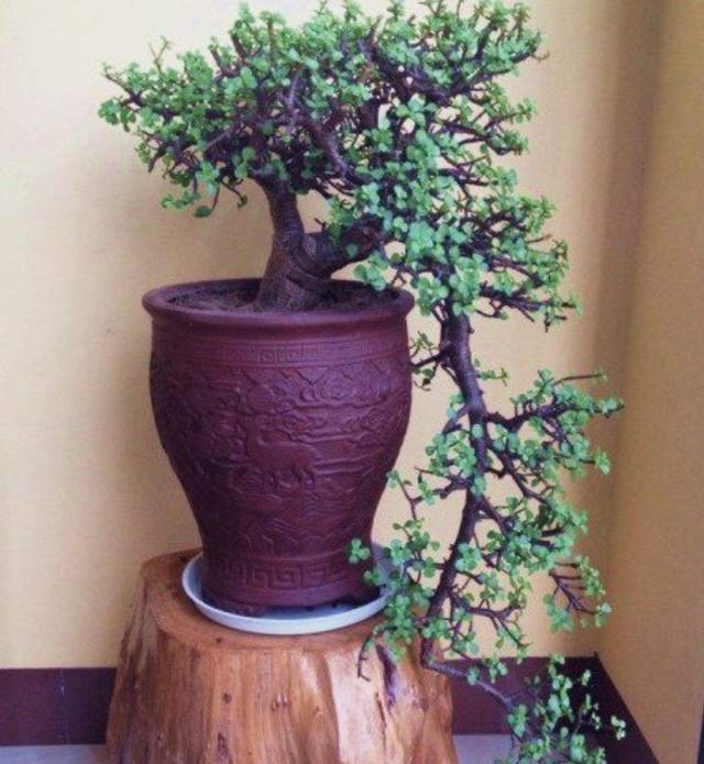 金枝玉叶总是烂枝条，学会这3个养护方法，能迅速地养成老桩