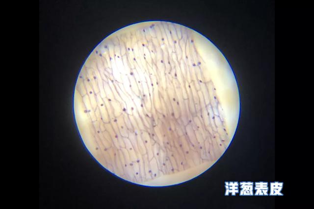 你的育儿经■让孩子放下手机看世界,风靡全日本主妇的方法