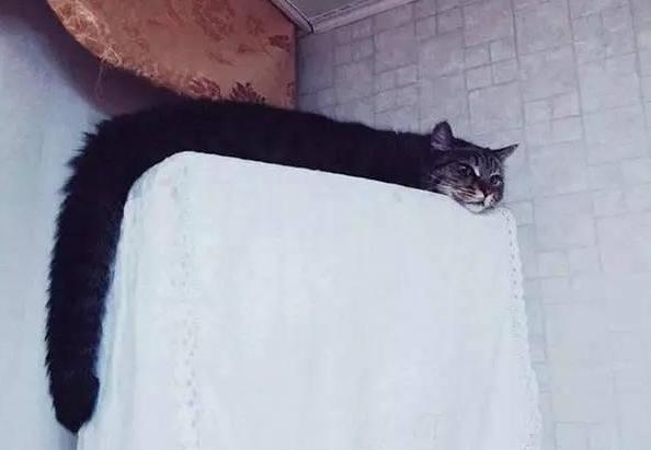 【你的育儿经】幼儿园让孩子画动物，儿子画的“猫猫虫”难倒老师，网友：很形象