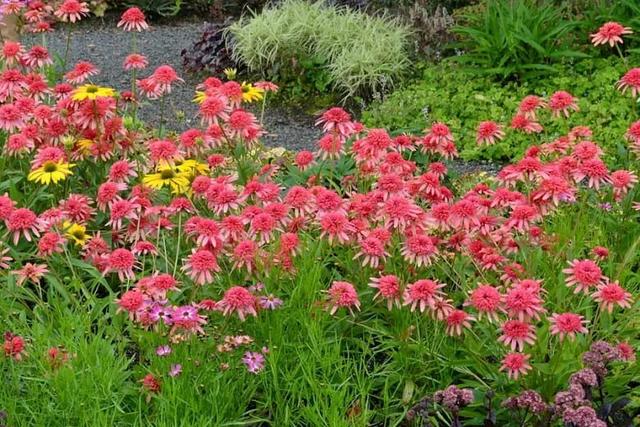 夏季庭院里一抹浓艳的色彩——松果菊