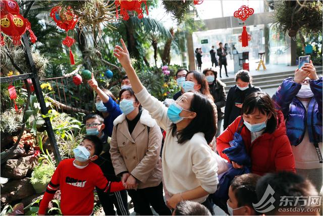 年宵|“属牛”的植物哪里有？年宵花展年味浓