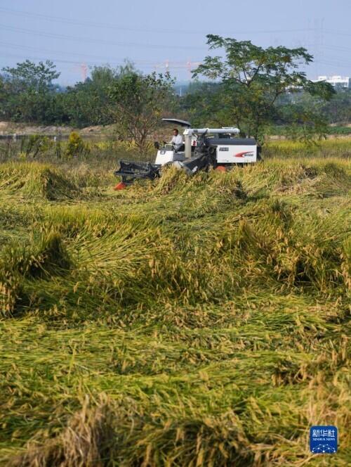 10月27日,在湖州市东林镇保永村,经烘干去除杂质后的稻谷被传送到卡车
