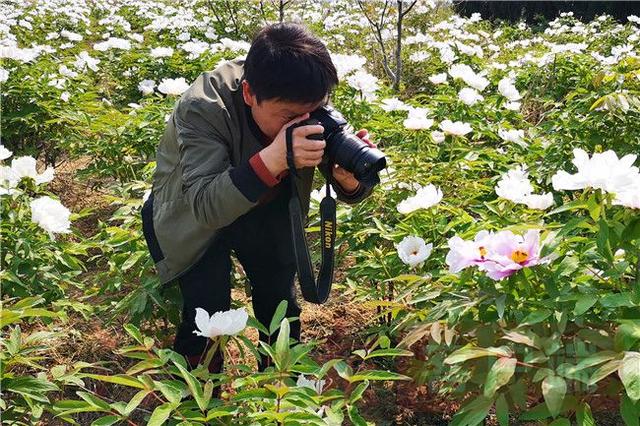 #全国党媒信息公共平台#灵宝市：油牡丹盛开，有风景更有“钱”景