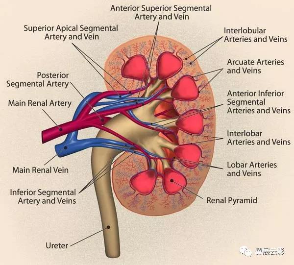 24张图汇总「肾血管」常见病变的影像学表现