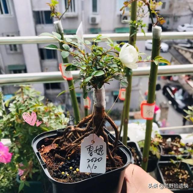 室内植物的春季施肥，一年之计在于春