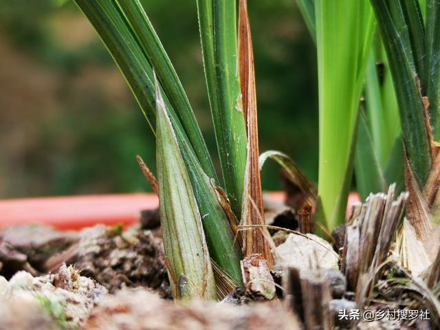 兰花最怕什么水？记住这6种水不要用，兰花浇水不会错