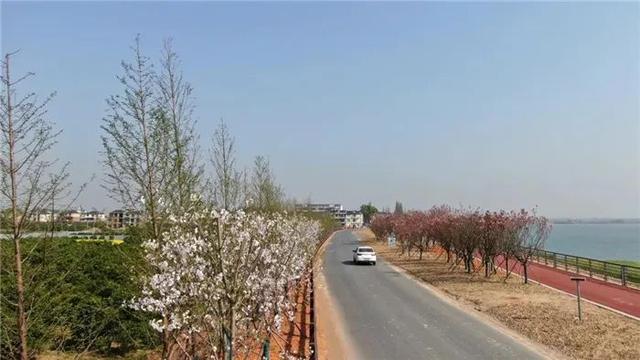 『旅行百事通』粉了！衢州有条18公里的浪漫樱花大道，约吗？