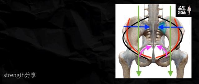 骶髂关节知多少——骶髂关节的稳定与稳定性