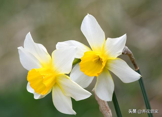 这八种花有毒，别听花店老板忽悠，再好看也不要买