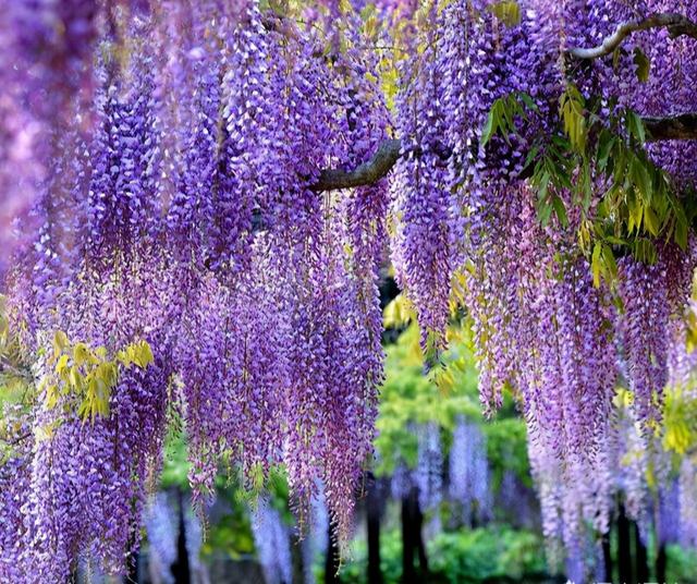 特殊的“紫色花”，家里种一盆，紫气东来，祥瑞满家门