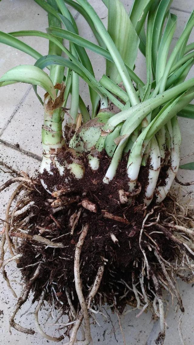 朱顶红繁殖很简单，鳞茎切几刀，1盆能变几十盆