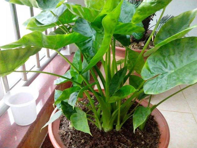 别看这几种花油亮亮，但养护要小心，有一定毒性