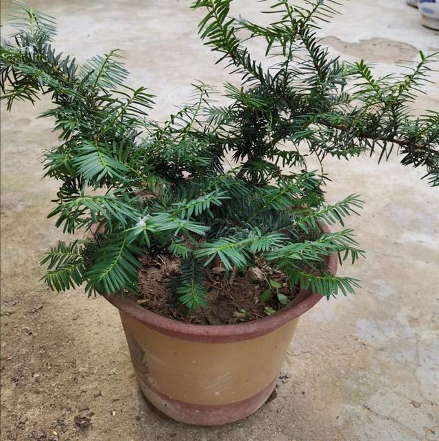 家中养殖红豆杉，做好4个关键点，植株长势茂盛