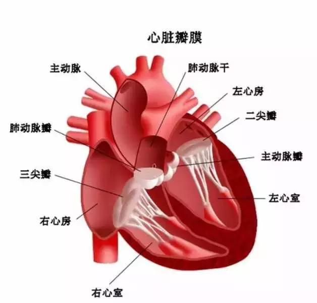 糖尿病|「专病专讲」心衰专题之哪些疾病可以引起心衰？