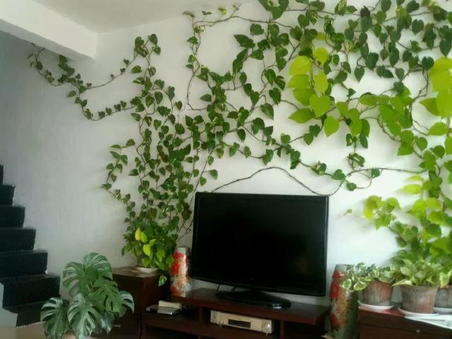 养花也有学问，懂花的人不养四种花，是大忌