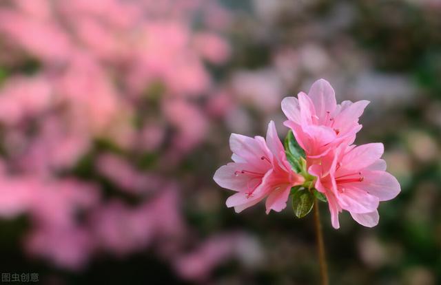 养护杜鹃花，掌握几个关键点，叶片油绿，开花满枝头