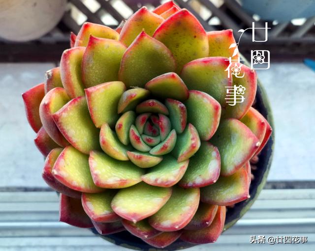 “控养”多肉有条件，“3要5不要”，做对肥美，做错变瘦不长个