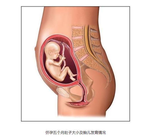 凉年|怀孕5个月，晚上困也睡不着怎么办？关注这五点，孕妈胎儿少遭罪