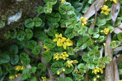 这几种花不畏寒，零下也能自如开花，冬天也能赏花真惬意