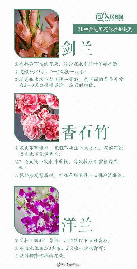 根部|30种入门级鲜花养护技巧