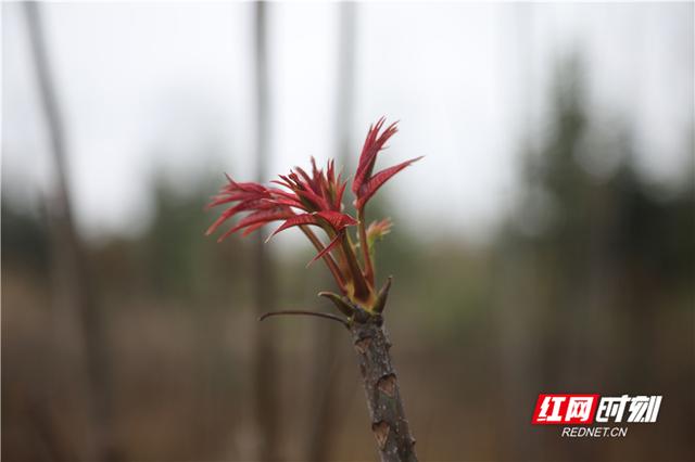 野菜|湖南新田：采摘一把春天的味道