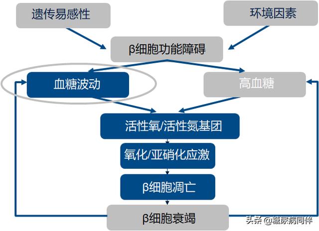 血糖波动与β细胞——从基础到临床