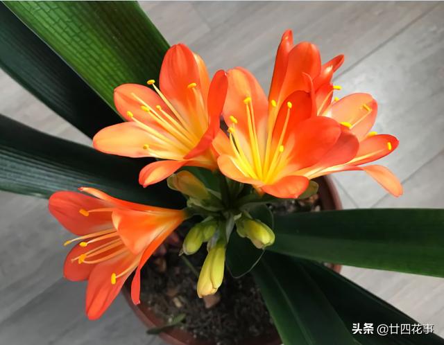 11月份，3种花易“懒花”，不“上点手段”，只长叶不见花