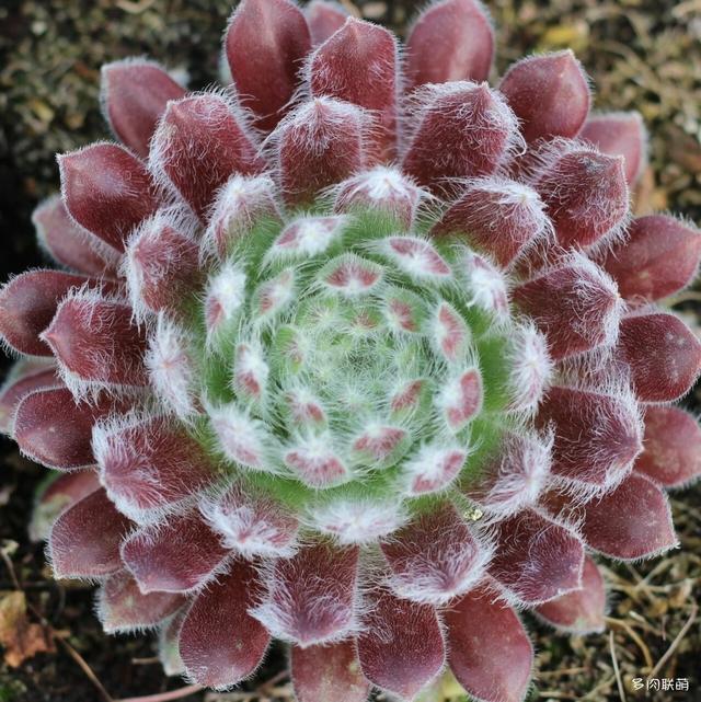 一些据说比较耐寒的多肉（景天属、长生草属）