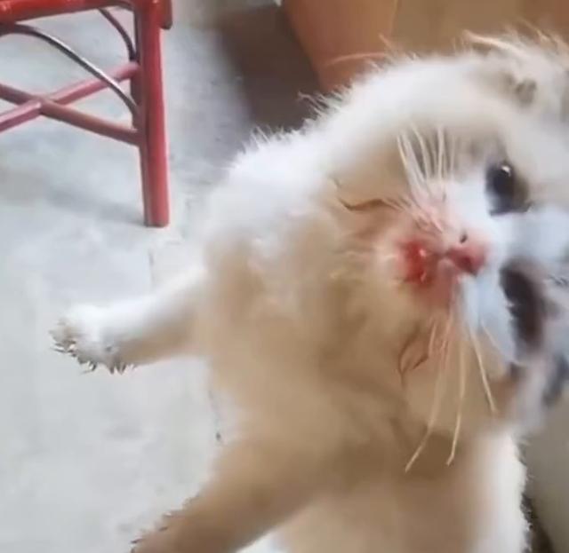 宠物猫偷吃主人养的金鱼被抓现行,揪起来时还"一脸无辜"