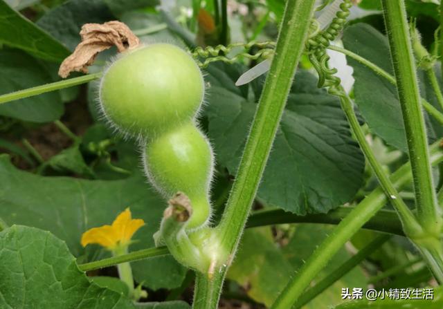 葫芦|简单7步，在阳台种小葫芦，一盆结十几个，随便盘