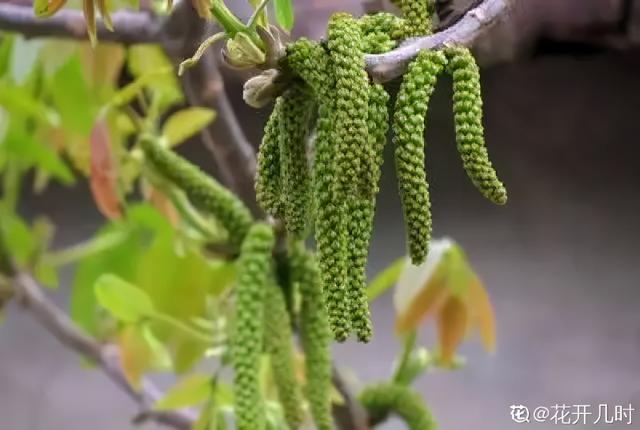 花盆里挖出的鳞茎，长得像虫子，原来是“大补之物”