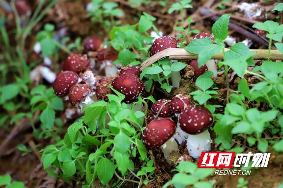 红网40年基层奋斗史,铺就“致富路”——记龙山县大堰坪社区党总支书记张炳清