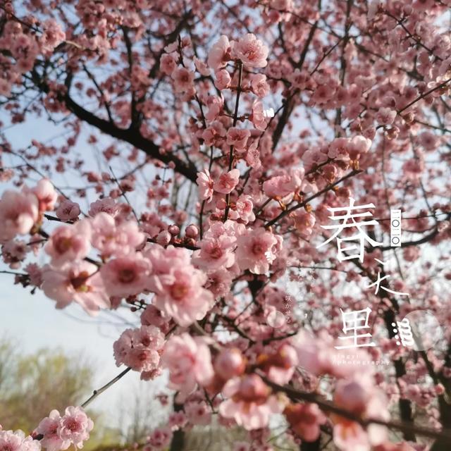 「旅行百事通」实名曝光西安这几个地方的春天，太美了…