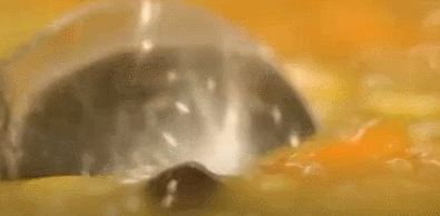 大雪前，多吃这食材！蛋白质比牛奶高，口感细腻绵软，吃不腻