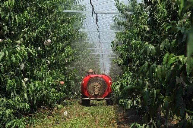 桃子|听音乐喝牛奶的桃子生长过程大揭秘