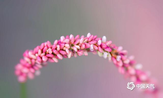 细致入微！微距镜头捕捉花草别样美